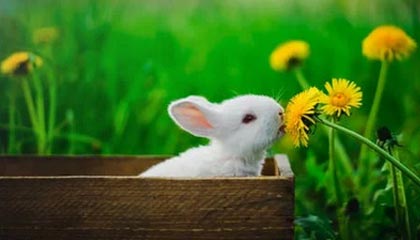 开云体育官方网站网址-曼城对尤文的胜利强化其世俱杯头号竞争者地位，曼城尤文最新比赛